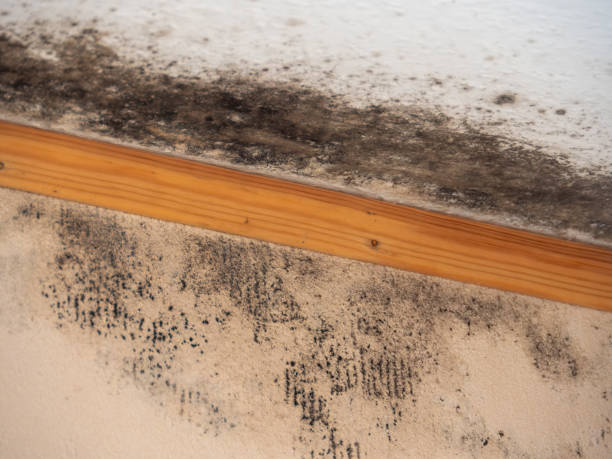 Mold Odor Removal Services in Pond Creek, OK