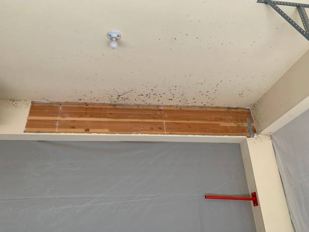 Best Mold Removal for HVAC Installations  in Pond Creek, OK